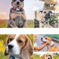 Pet Collar Lettering Large Dog Pet Dog Neck